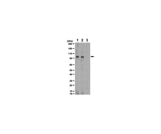 62-8461-18 Anti-phospho-IGF-1R (Tyr1161/Tyr1165/Tyr1166); 200 μL ABE332