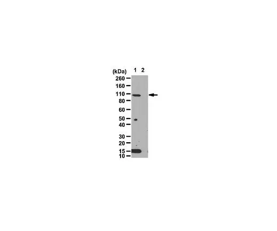 62-8460-94 Anti-HIF-1α ABE279