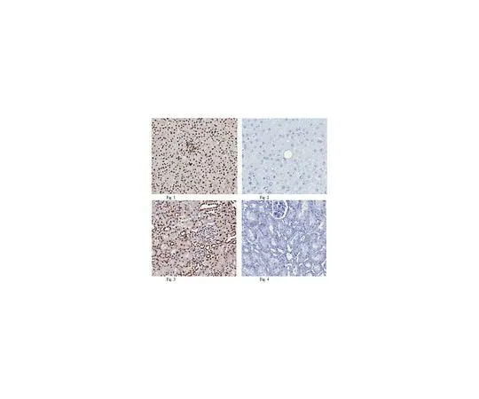 62-8461-16 Anti-Histone H2A; 100 μg ABE327