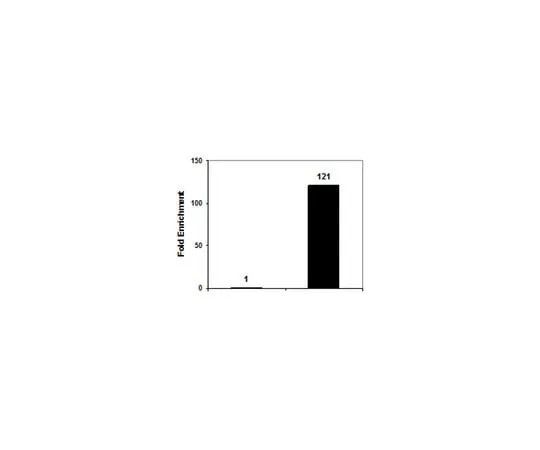 62-8374-69 Anti-phospho-Histone H3 (Ser10), clone CMA31, Trial Size 05-1336-S