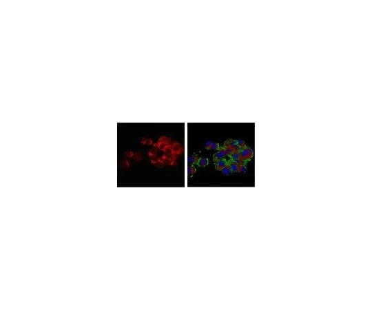 62-8450-04 Anti-Vesicular Glutamate Transporter 3 (VGLUT3) Antibody AB5421-I