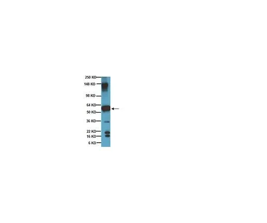 62-8452-98 Anti-Beta III Tubulin; 500 μL AB9354