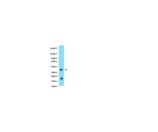62-8445-64 Anti-Connexin 43, C-terminus, cytosolic; 50 μg AB1728