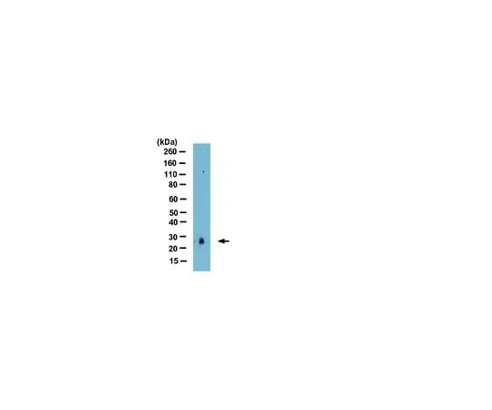62-8390-16 Anti-SAP30 (yeast); 100 μg 09-874