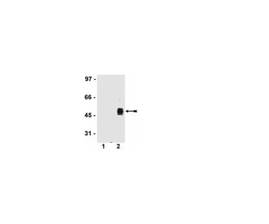62-8368-92 Anti-HA Tag, clone DW2;100 μL 04-902