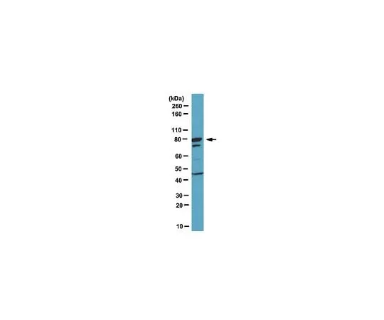62-8460-23 Anti-FoxP2; 100 μL ABE73