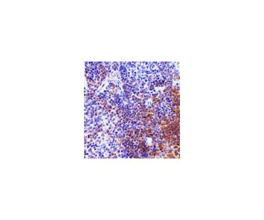 62-8464-72 Anti-IRF7 ABF202