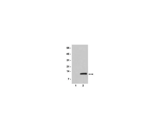 62-8384-45 Anti-acetyl-Histone H4 (Lys8); 100 μL 07-328