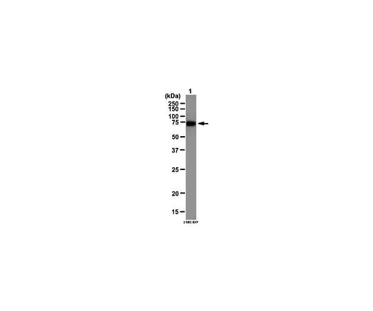 62-8388-81 Anti-CAPZIP; 100 μL 7-89