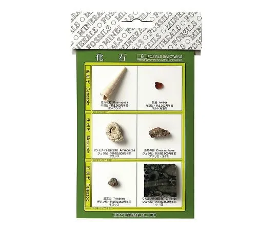 3-654-01 Fossil Samples (6 Fossil Samples)