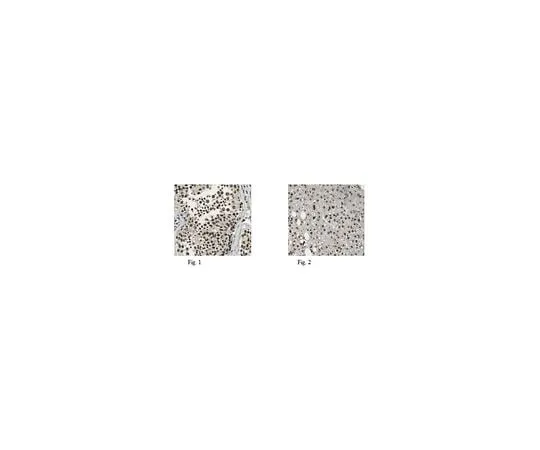 62-8461-97 Anti-JMJD2D Antibody ABE499