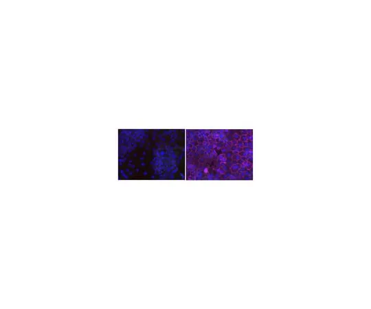 62-8372-88 Anti-Phosphotyrosine Antibody, recombinant clone 4G10(R) Antibody, Alexa Fluor(R) 647 05-777-AF647
