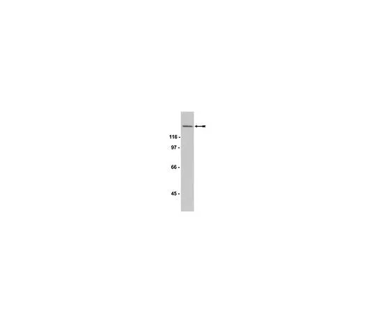62-8384-50 Anti-SOS1, CT; 200 μg 07-337