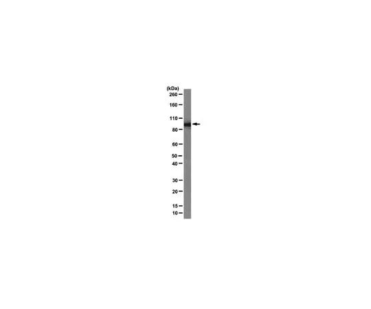 62-8375-21 Anti-Importin beta-1, clone 3H14; 100 μg 05-1530