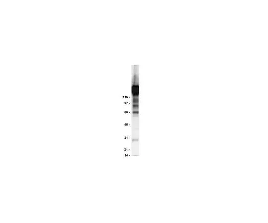 62-8392-09 Anti-Phosphotyrosine, clone 4G10R, agarose conjugate; 1 mg 16-101