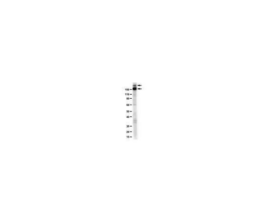 62-8463-93 Anti-CEP152 Antibody, N-Term ABE1856