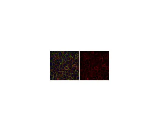 62-8373-28 Anti-α-Tubulin Antibody, clone DM1A, Alexa Fluor(R) 555 Conjugate 05-829-AF555