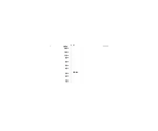 62-8456-29 Anti-mCherry AB356482