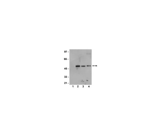 62-8372-73 Anti-phospho-MEK1 (Ser218/222)/MEK2 (Ser222/226); 100 μL 05-747