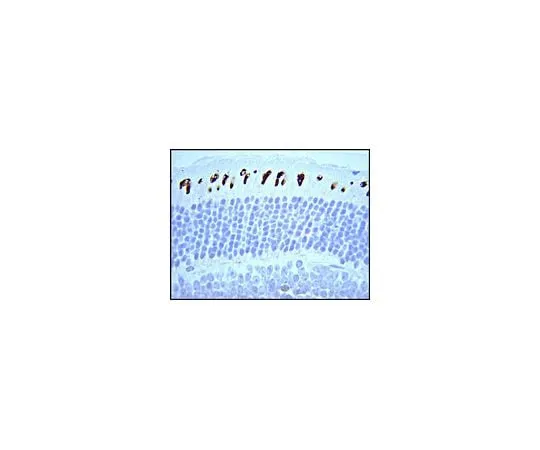 62-8449-99 Anti-Opsin, blue; 100 μg AB5407