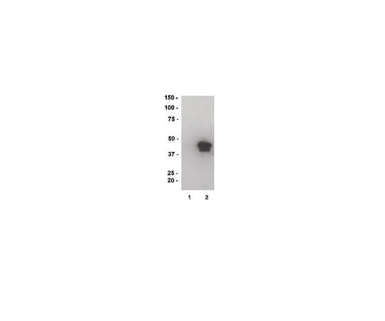 62-8391-27 MBP, recombinant; 500 μg 13-173
