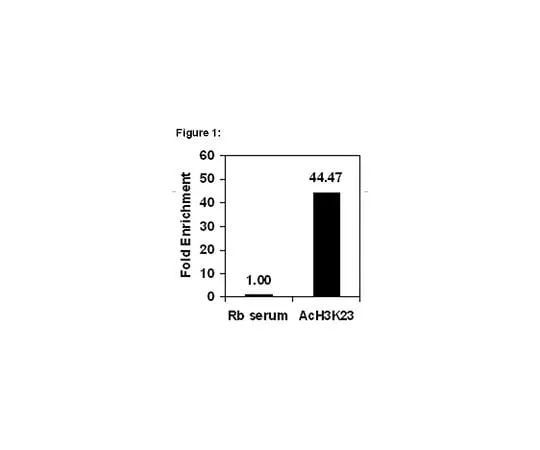 62-8394-22 ChIPAb+(TM) Acetyl Histone H3 (Lys23); 25 assays 17-10112