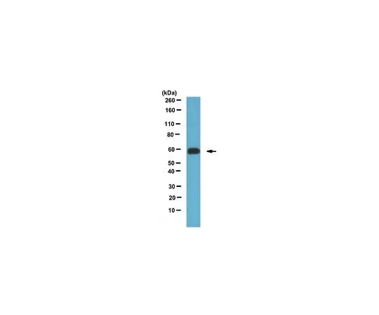 62-8456-60 Anti-IGPR-1 ABC74