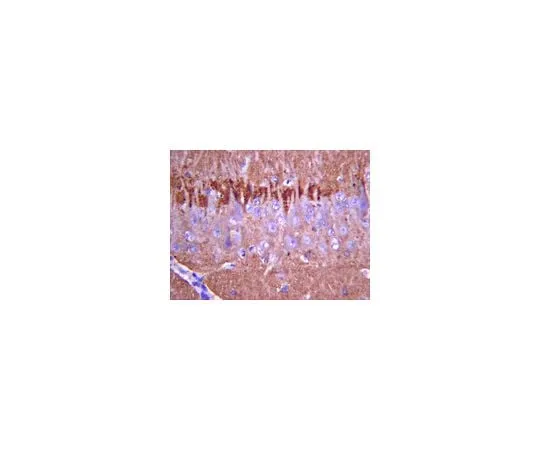 62-8445-20 Anti-Synapsin I; 50 μL AB1543