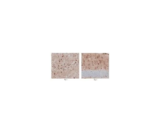 62-8466-14 Anti-MOB kinase activator 3B Antibody, Cat. No. ABN204 ABN204