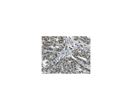 62-8459-09 Anti-FOXL1 Antibody ABC937