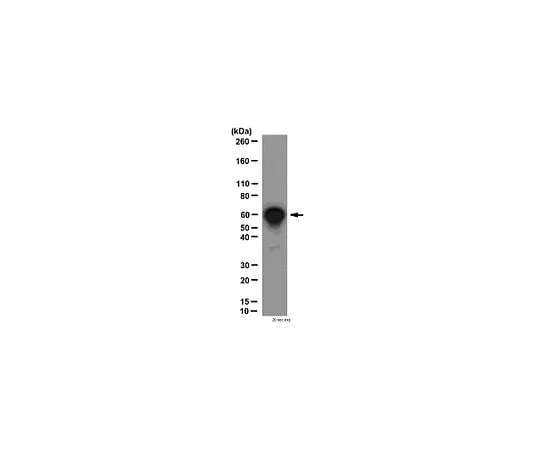 62-8461-22 Anti-NFκB p65, CT; 100 μg ABE347