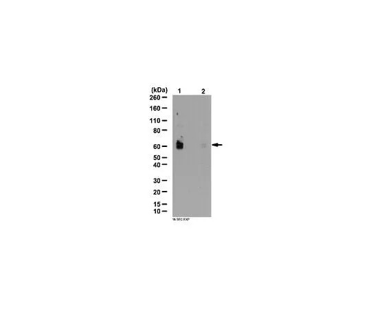 62-8388-95 Anti-phospho-SPAK (Ser373) / phospho-OSR1 (Ser325); 100 μg 7-73
