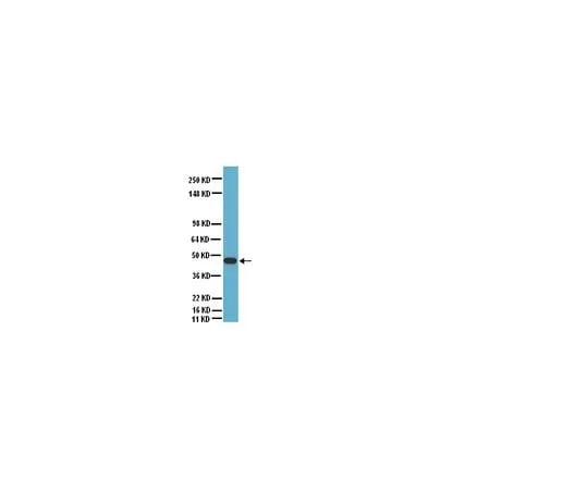 62-8445-62 Anti-Connexin 40; 50 μg AB1726