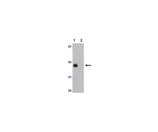 62-8465-09 Anti-IL-34 Antibody ABF294 ABF294
