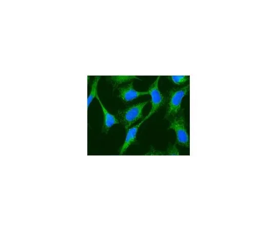 62-8387-62 Anti-Glucose Regulating Protein 94 (GRP94); 100μL 07-1408