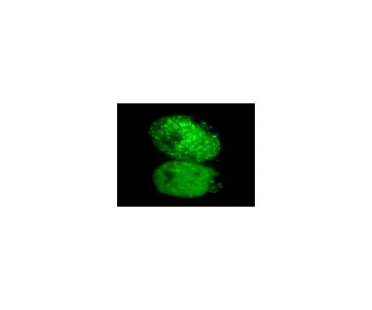62-8394-68 LentiBrite(TM) GFP-Rad51 Lentiviral Biosensor 17-10234