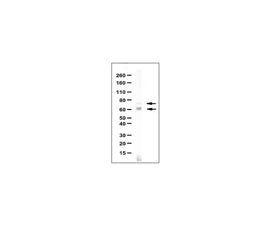 62-8463-48 Anti-RAD18 Antibody ABE1377