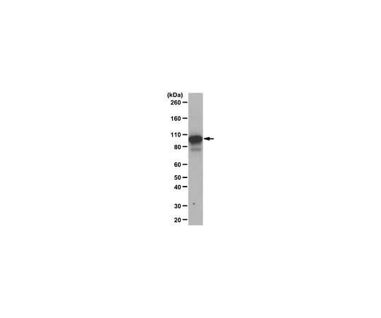 62-8463-54 Anti-trimethyl STAT3 (Lys180) Antibody ABE1397