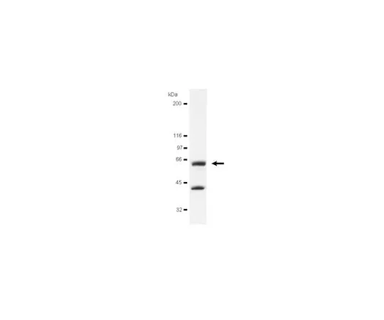 62-8370-59 Anti-avian Src, clone EC10; 200 μg 05-185