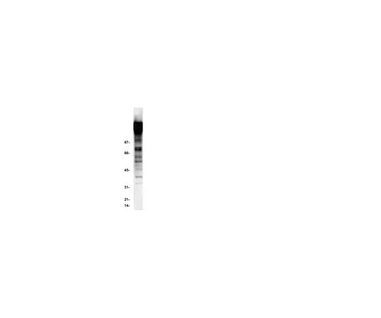 62-8370-76 Anti-Phosphotyrosine, clone 4G10R; 50 μg 05-321X