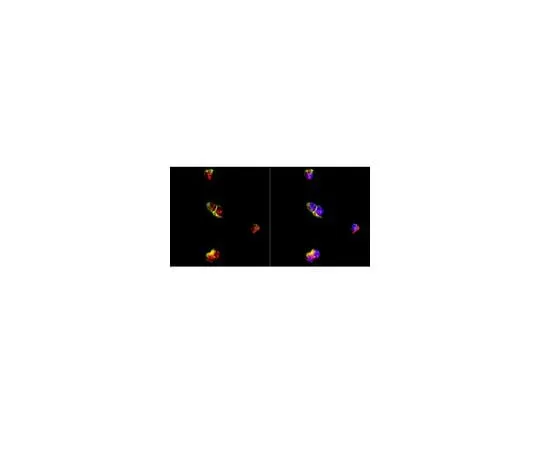62-8451-02 Anti-Neurogenin 2; 100 μg AB5682