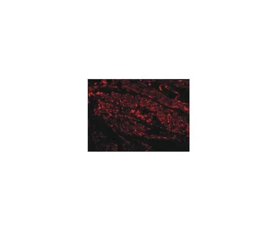 62-8464-69 Anti-TIM-1 ABF199
