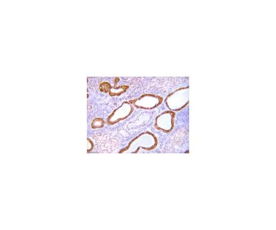 62-8387-59 Anti-GLUT-4, C-terminus; 100 μL 07-1404