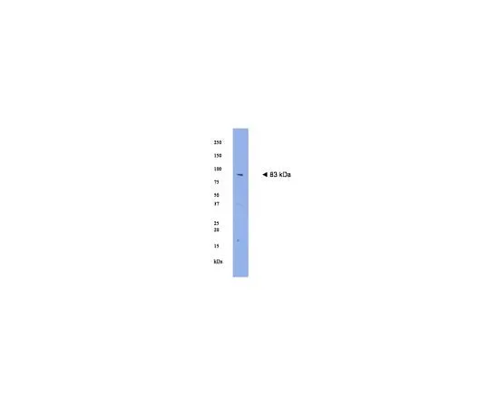 62-8454-90 Anti-Plasticity related gene 1 (PRG-1); 100 μg AB15169