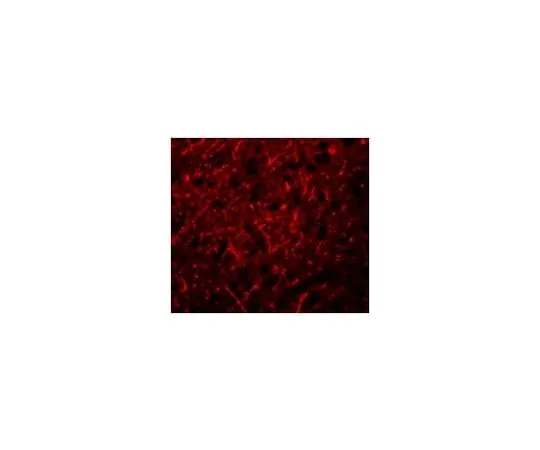 62-8459-83 Anti-PRDM16 ABD130