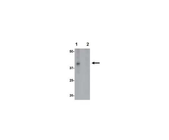 62-8465-08 Anti-RNASET2 ABF293