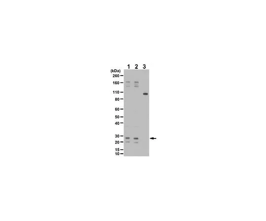 62-8388-55 Anti-phospho-RalA Antibody (Ser194) 7-19