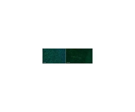 62-8453-22 Anti-Olig-2 Antibody, Alexa Fluor(R) 488 Conjugate AB9610-AF488