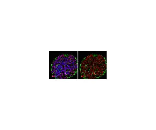 62-8460-61 Anti-JARID1D; 100 μg ABE203