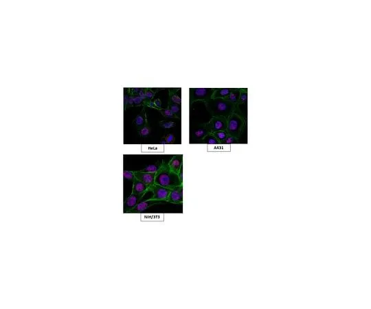 62-8463-29 Anti-SMARCD3 Antibody ABE1313